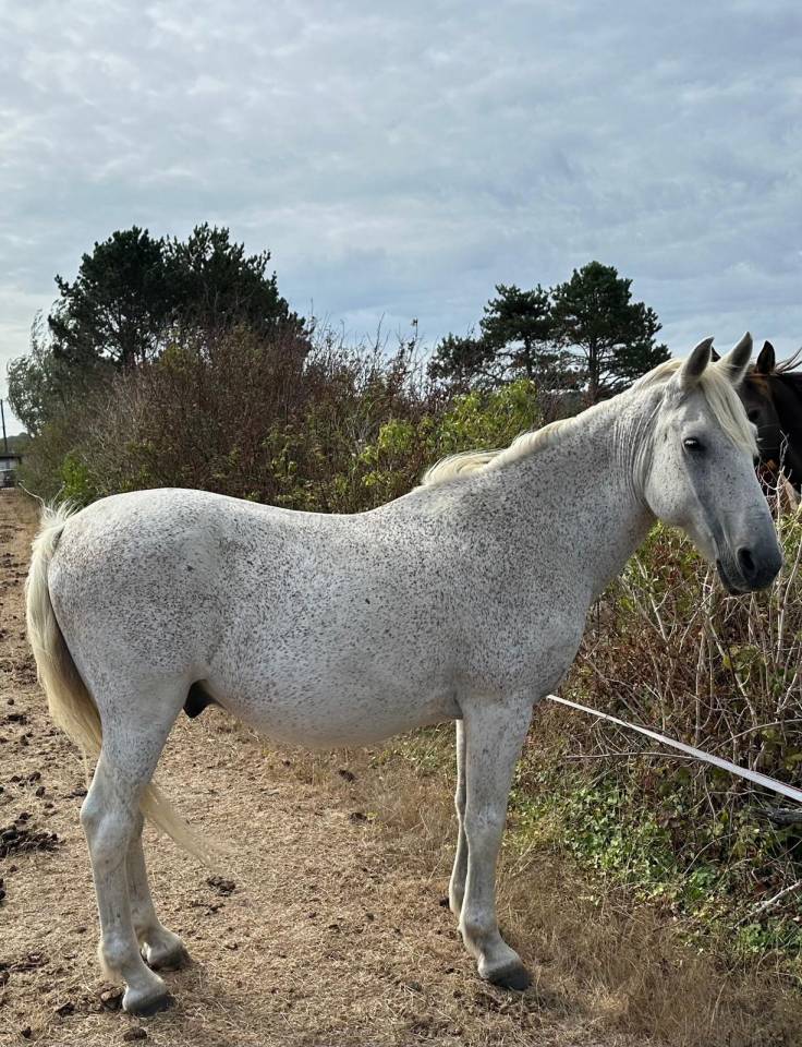 Vends poney hongre gris ONC