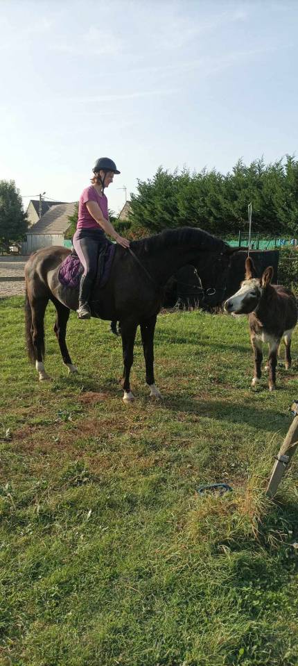 Hongre KWPN dressage haut niveau 12 ans