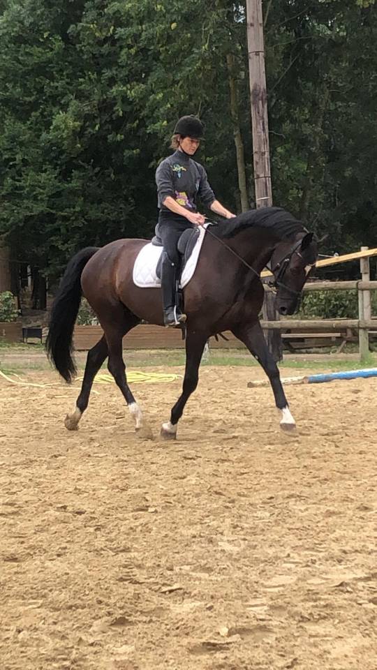 Hongre KWPN dressage haut niveau 12 ans