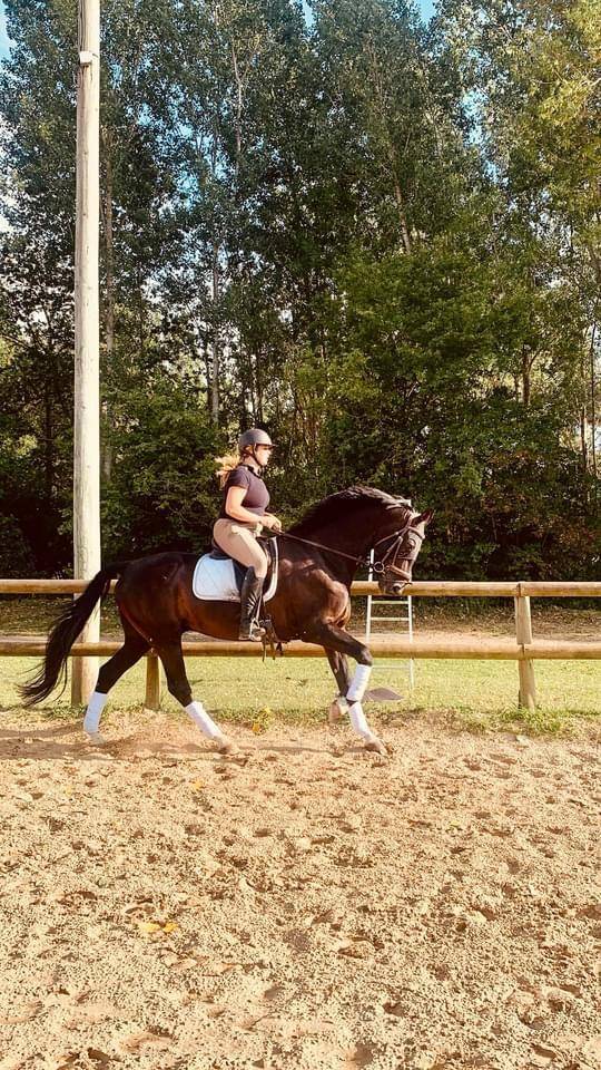 Hongre KWPN dressage haut niveau 12 ans