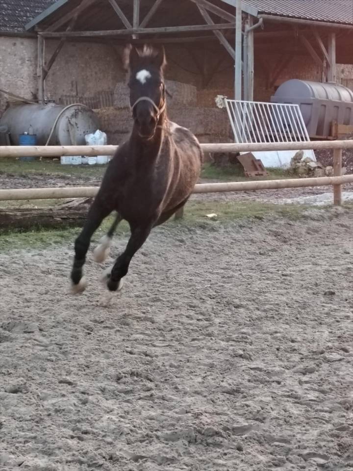 Hongre KWPN dressage haut niveau 12 ans