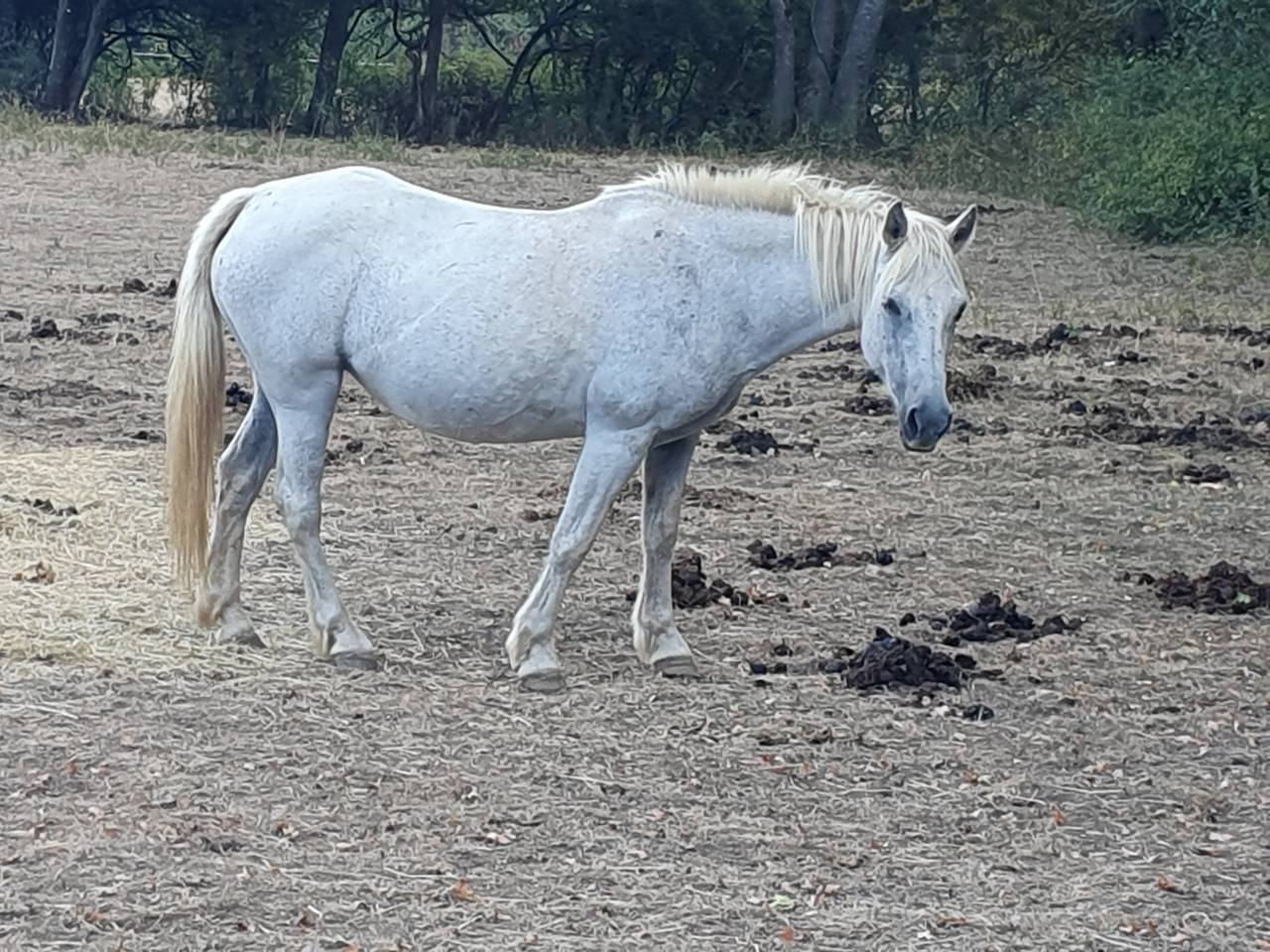 Gentille ponette 23ans