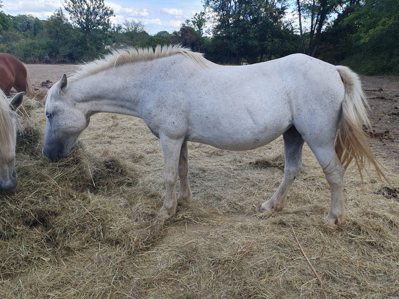 Gentille ponette 23ans