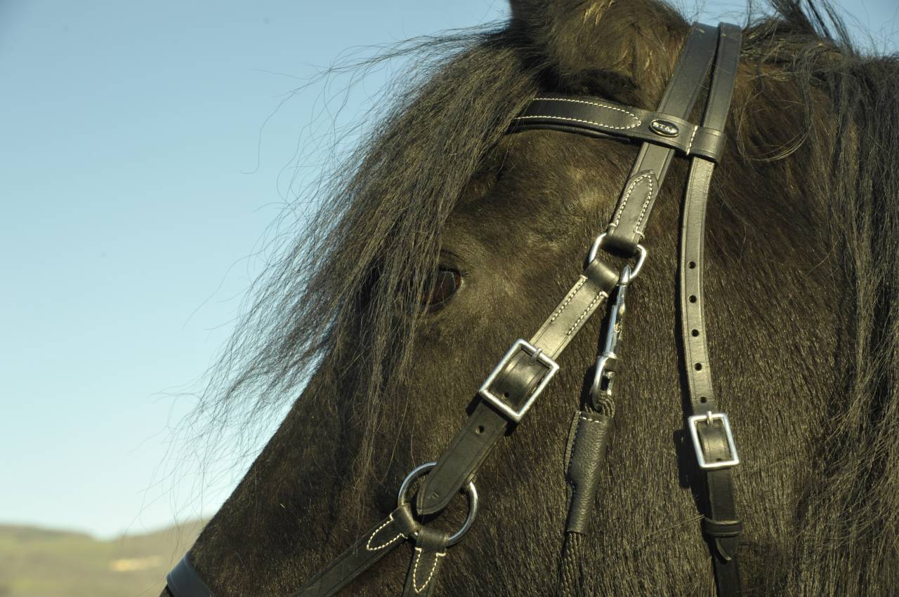 COURS PARTICULIERS D'EQUITATION EN VISIO EN DIRECT