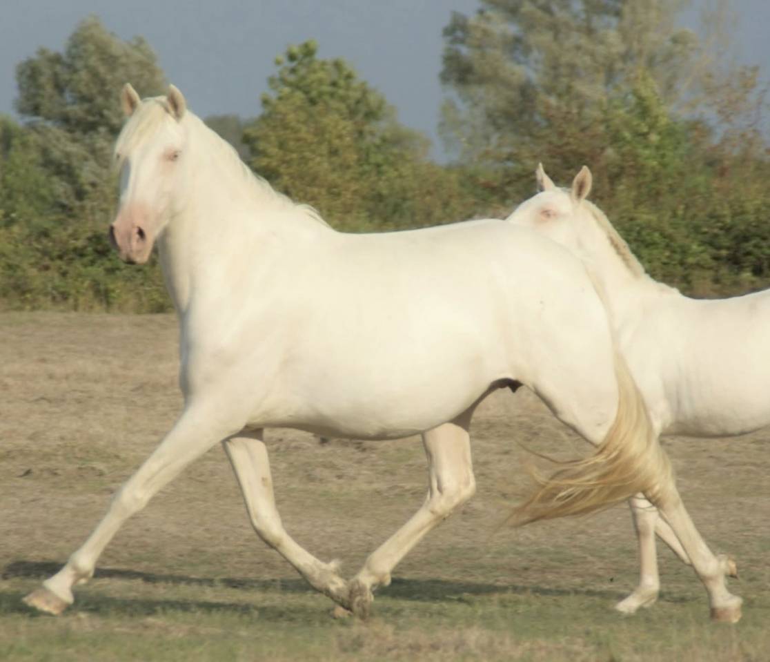 Jument Pure Race Espagnol APTA Cremello 8 ans 