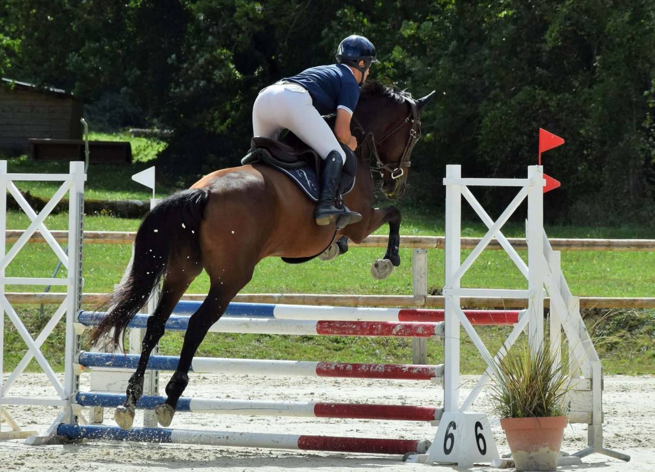 jument de sport