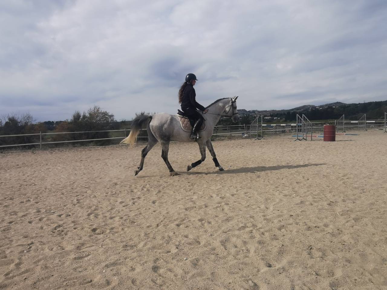 &Agrave; vendre pur sang arabe 