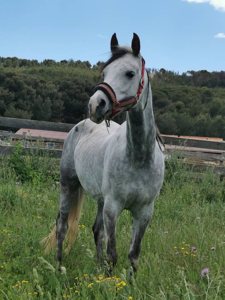 &Agrave; vendre pur sang arabe 