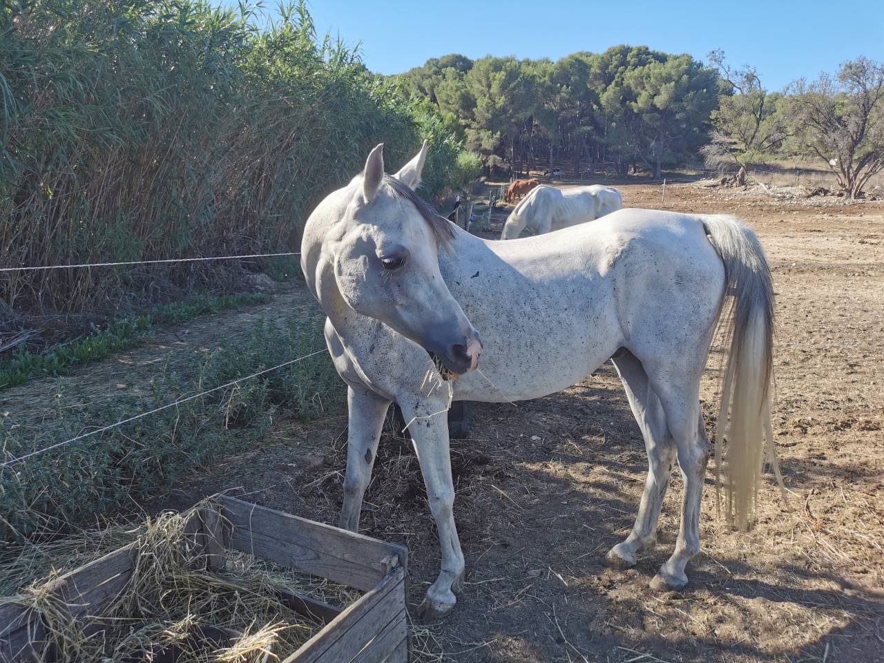 &Agrave; vendre pur sang arabe 