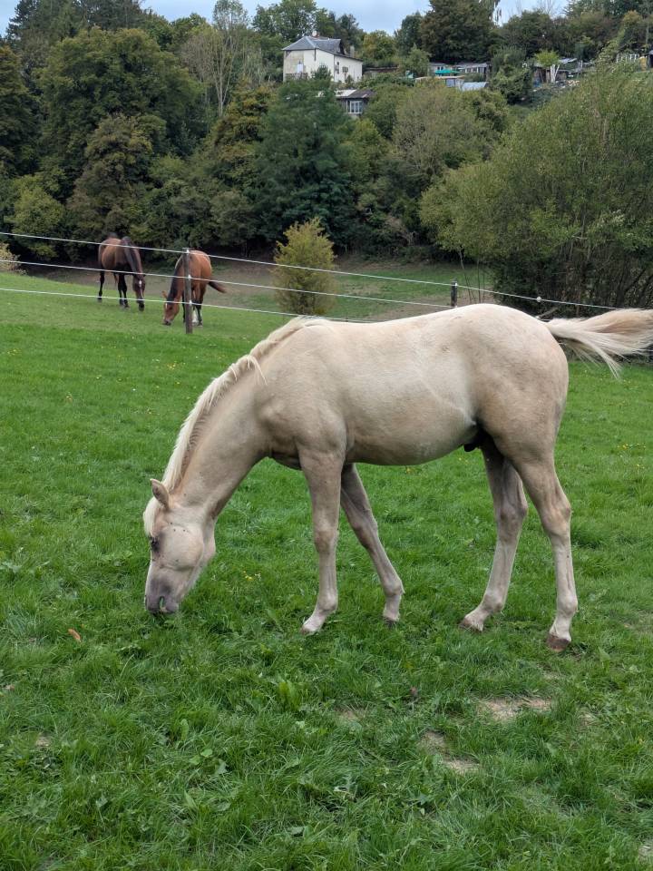 Hongre PFS Palomino par Greatstar Embet Tilia