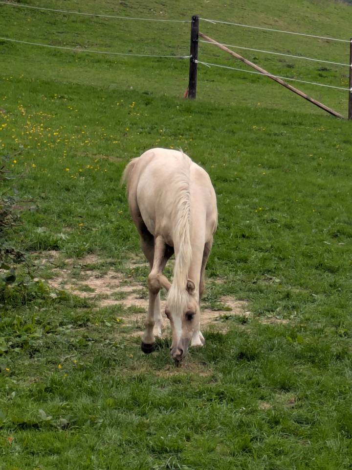Hongre PFS Palomino par Greatstar Embet Tilia