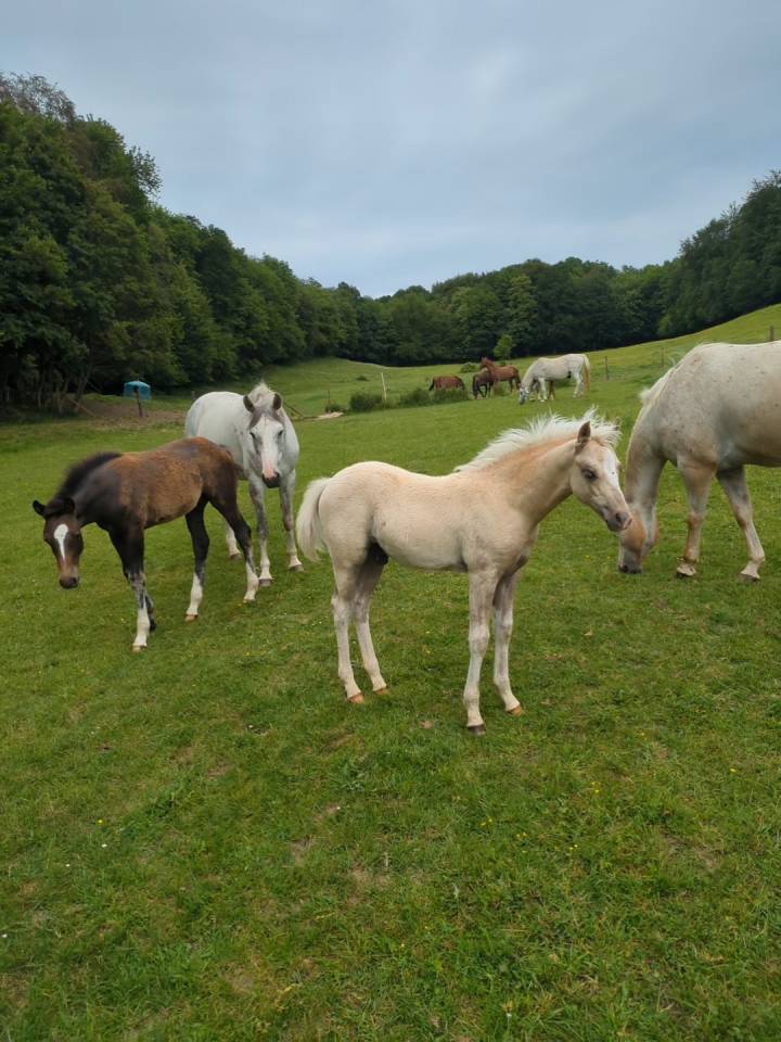Hongre PFS Palomino par Greatstar Embet Tilia