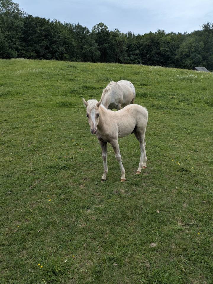 Hongre PFS Palomino par Greatstar Embet Tilia