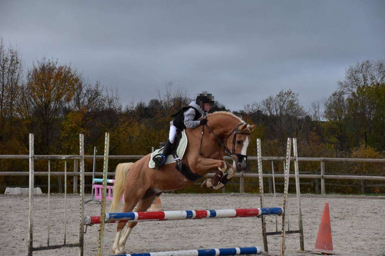 NICE BOY &ndash; Hongre palomino &ndash; 1,54 m &ndash; 2017
