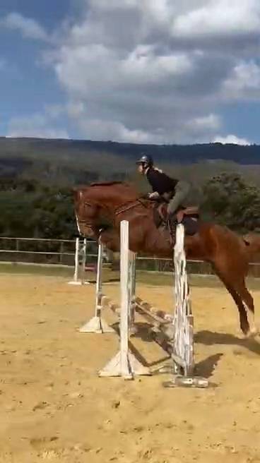 VENTE - Ron - KWPN de 5 ans