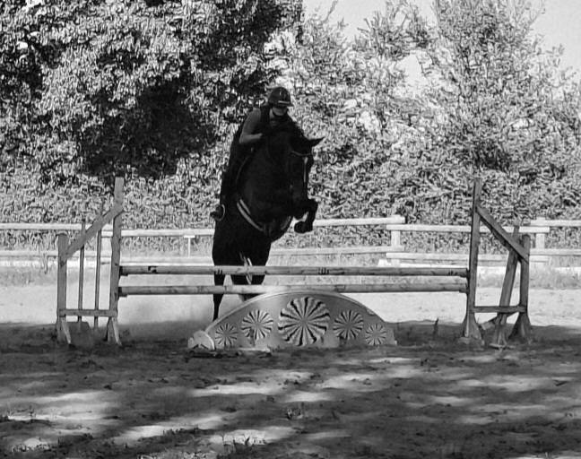 Jument PFS hors taille 