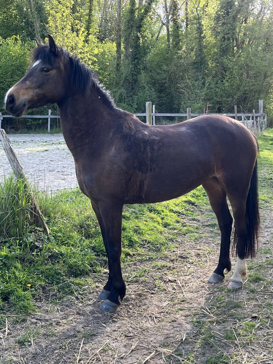 Poney de sport