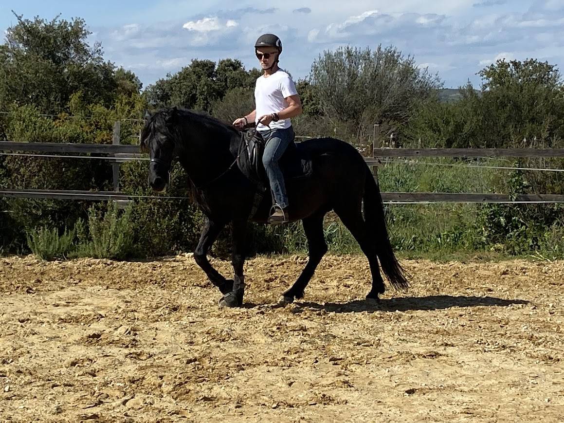 MINORQUIN HONGRE 16 ANS GENTIL POLYVALENT
