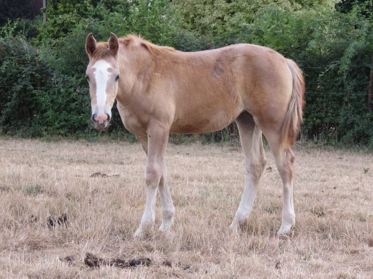 jeune cheval demi-sang arabe