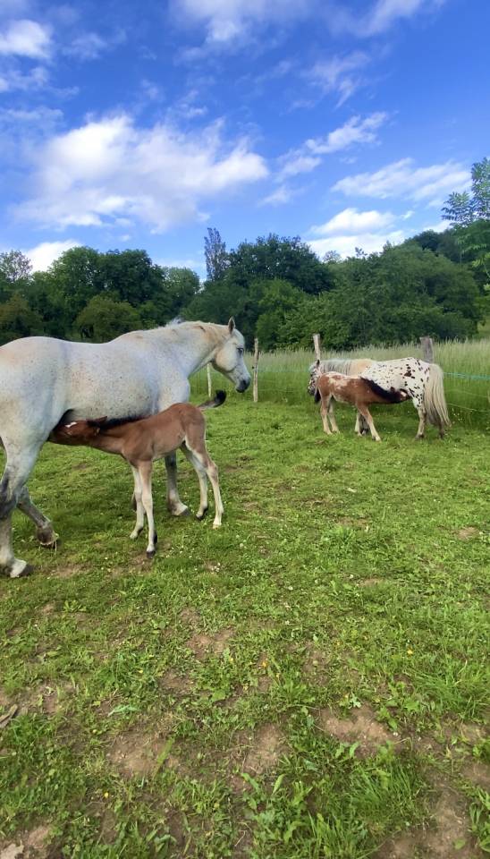 Pension pr&eacute;, box/paddock, travail, poulinage (21)