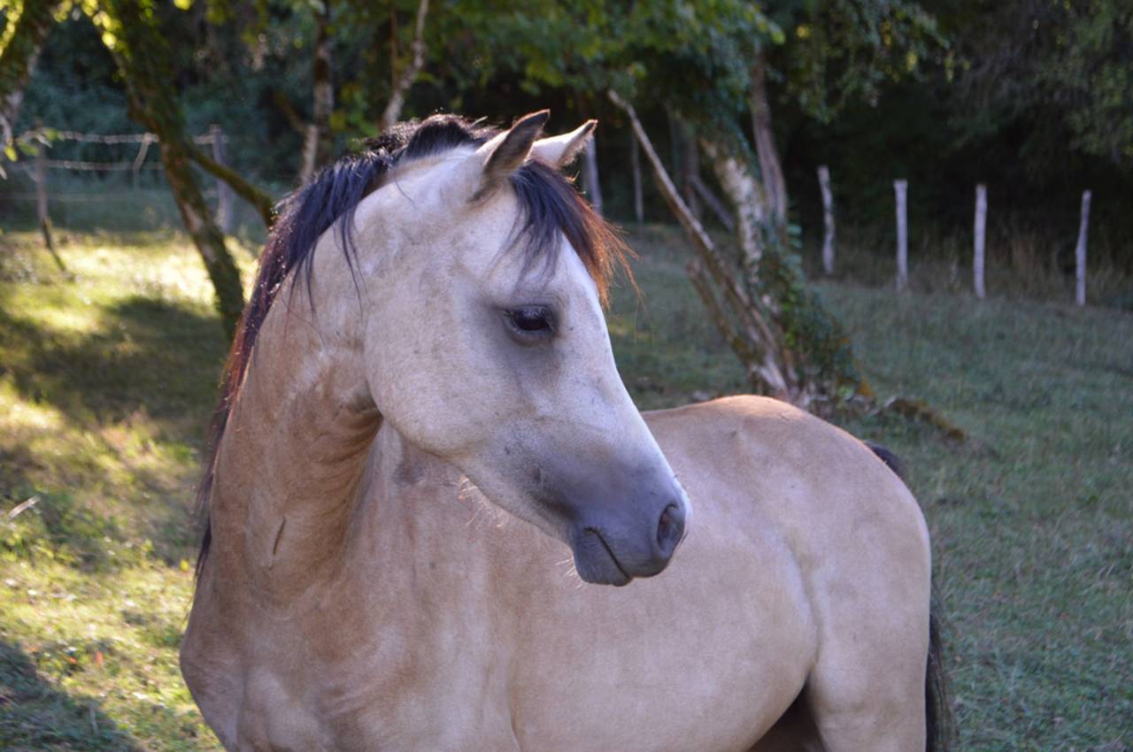 Pension pr&eacute;, box/paddock, travail, poulinage (21)