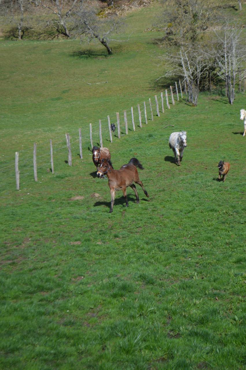 Pension pr&eacute;, box/paddock, travail, poulinage (21)