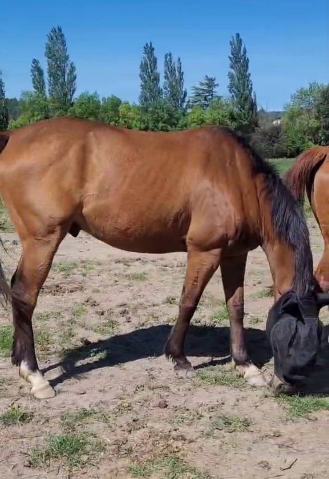 Cheval 5 ans hongre 1.63