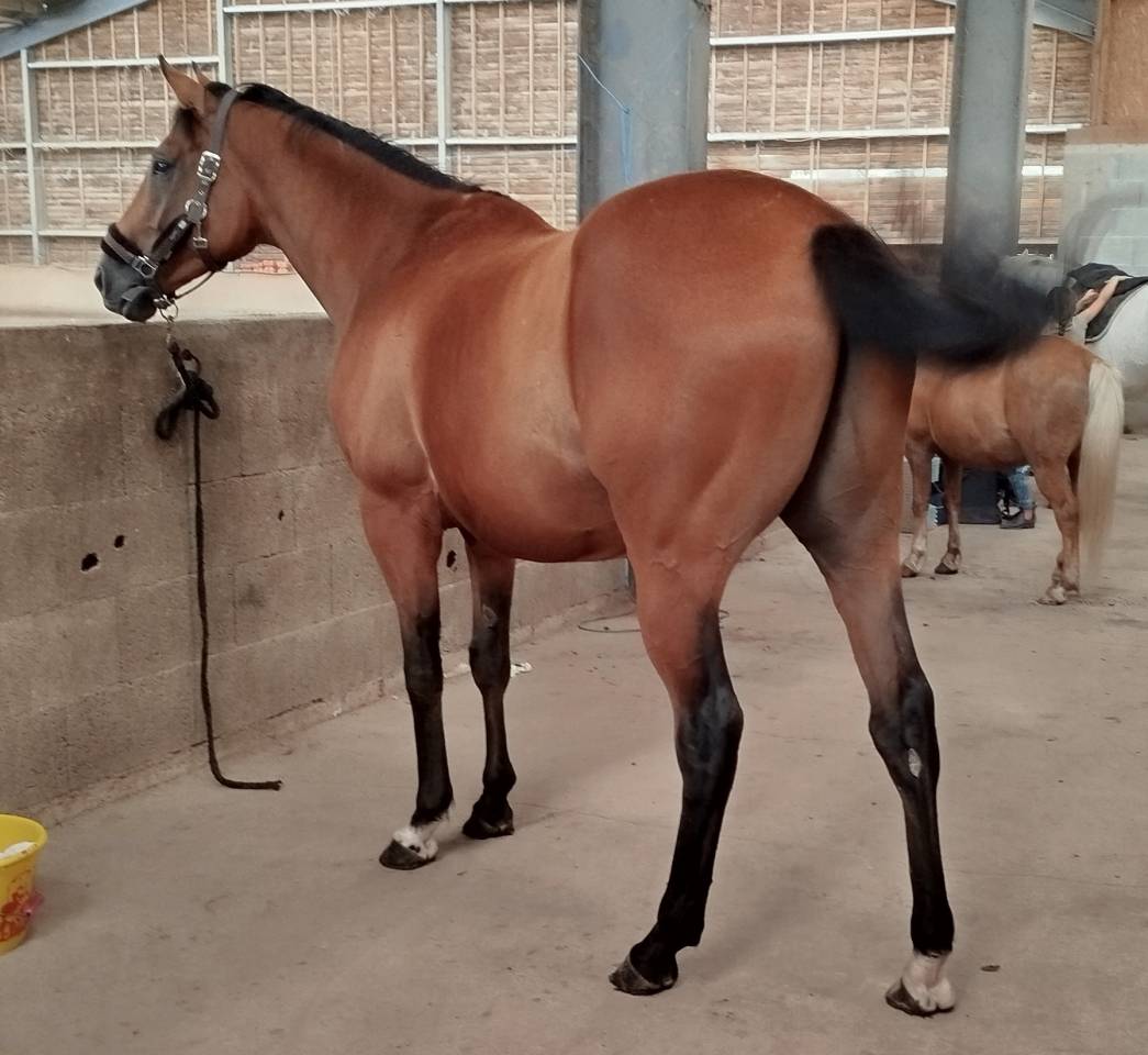 Cheval 5 ans hongre 1.63