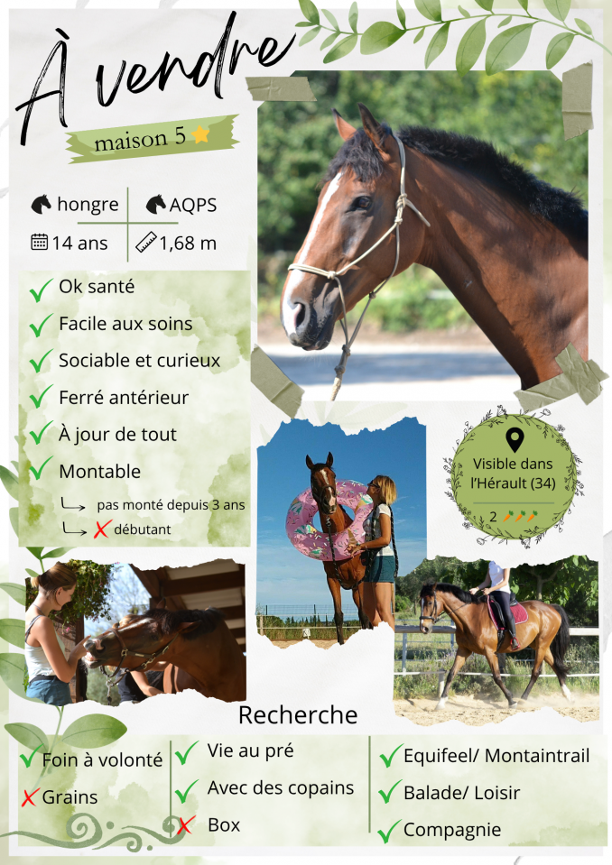 Cheval &agrave; vendre
