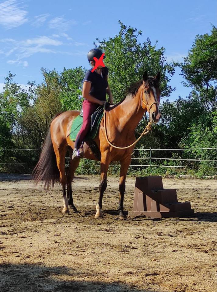 Cheval &agrave; vendre