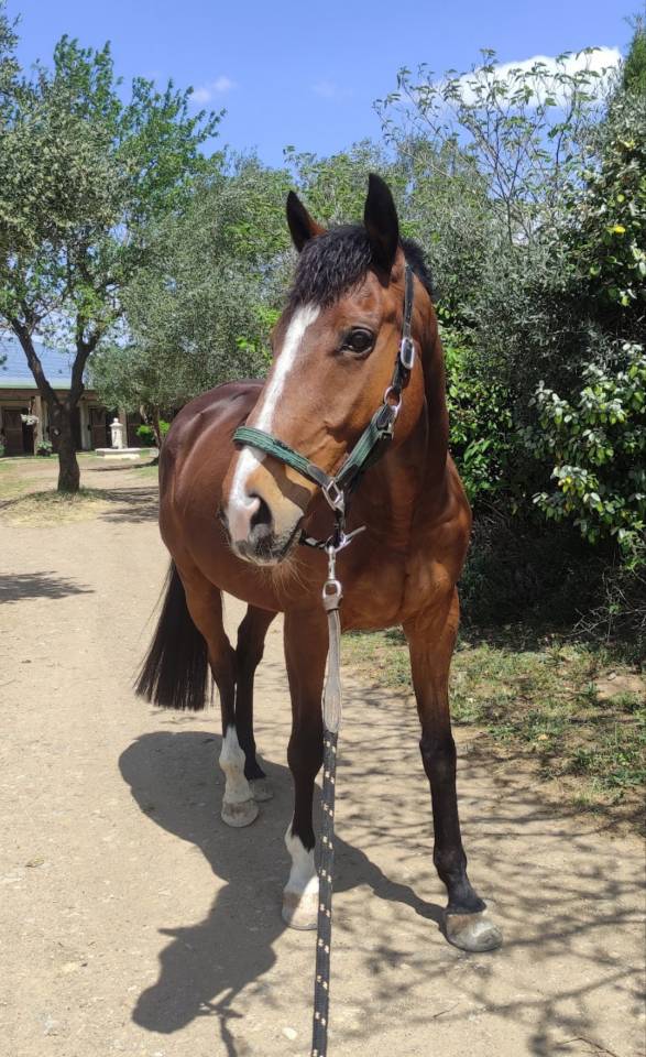 Cheval &agrave; vendre
