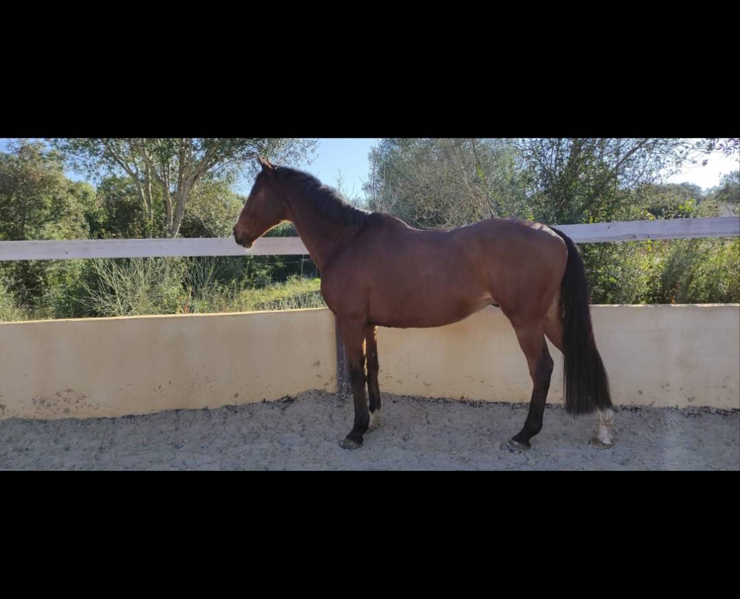 Cheval &agrave; vendre