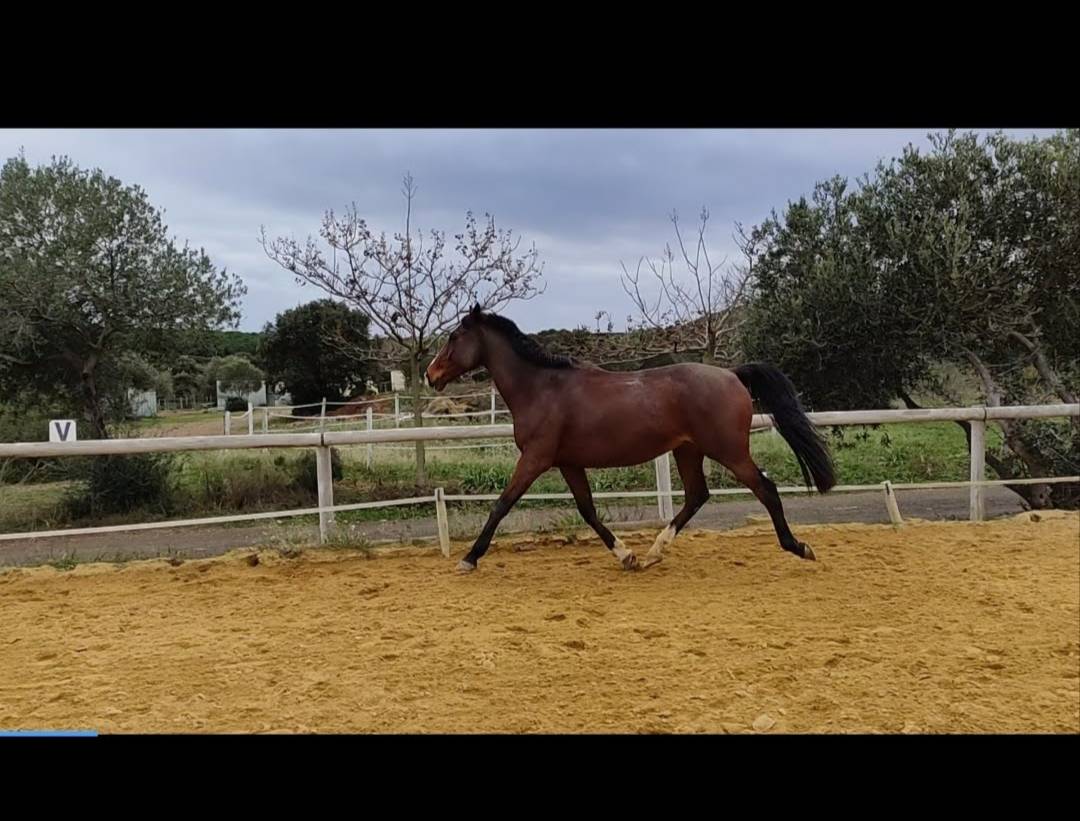 Cheval &agrave; vendre