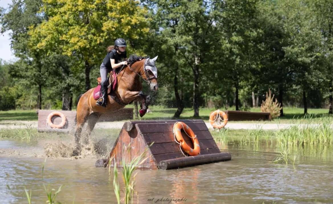 Poney Welsh cob de 13 ans 