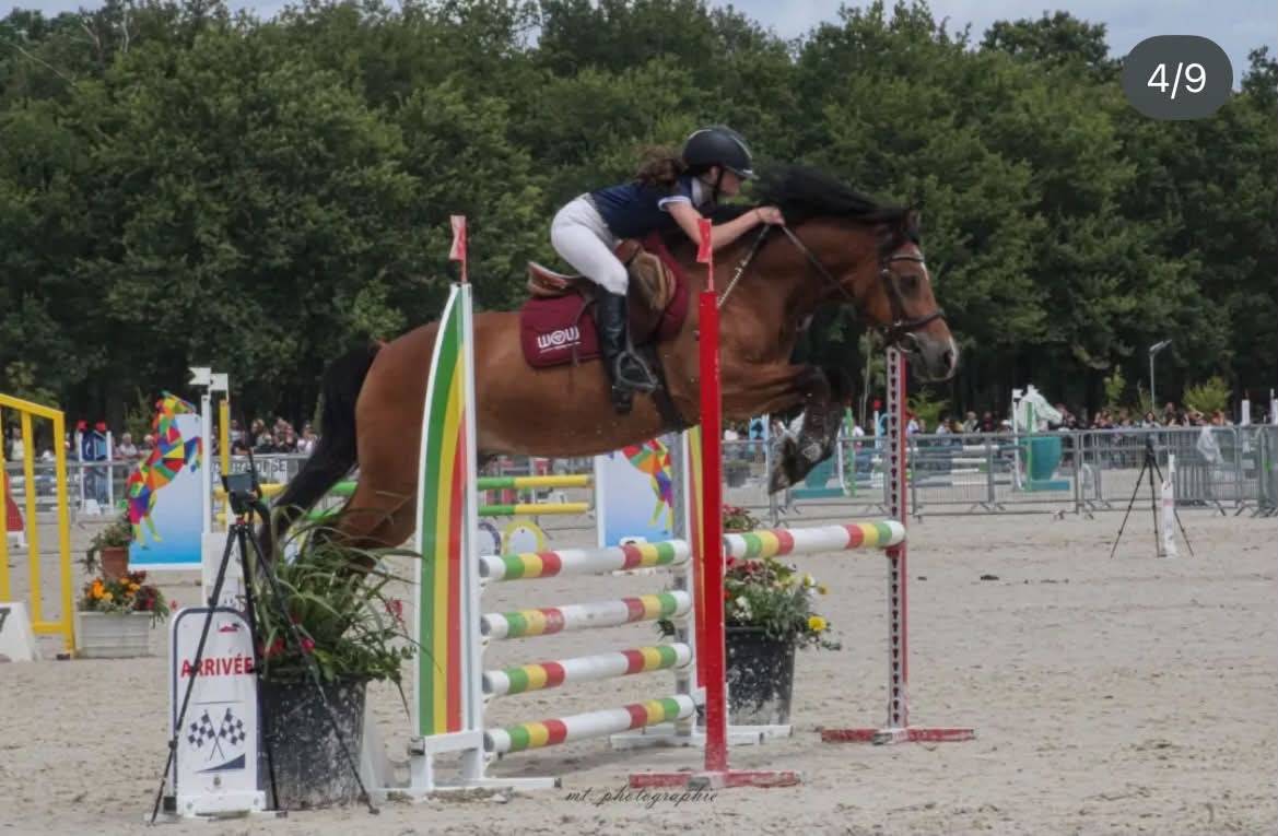 Poney Welsh cob de 13 ans 