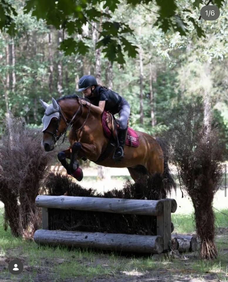 Poney Welsh cob de 13 ans 