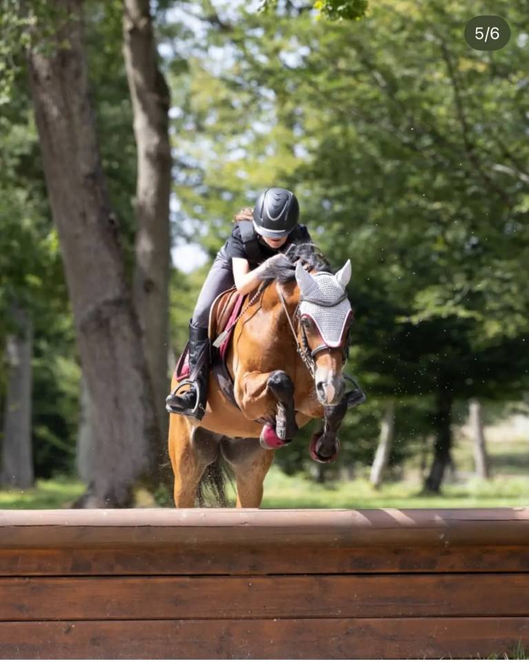Poney Welsh cob de 13 ans 