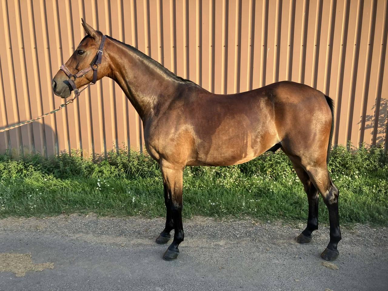 CHEVAL CSO AMATEUR 