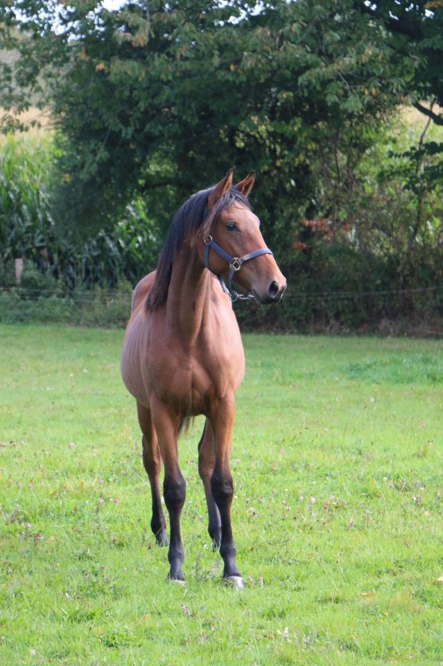 pouliche 2 ans up to you