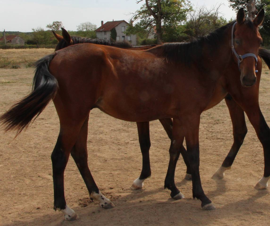 Poulain SF 1 AN Catchar mail 