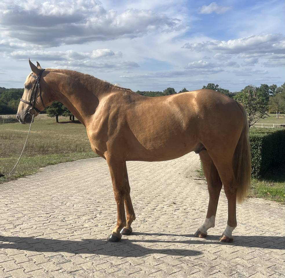 NOE DE GESVRES - ETALON DE 3 ANS CDF