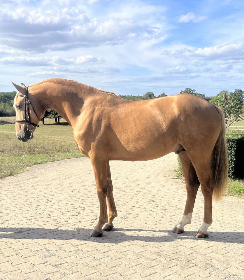 NOE DE GESVRES - ETALON DE 3 ANS CDF