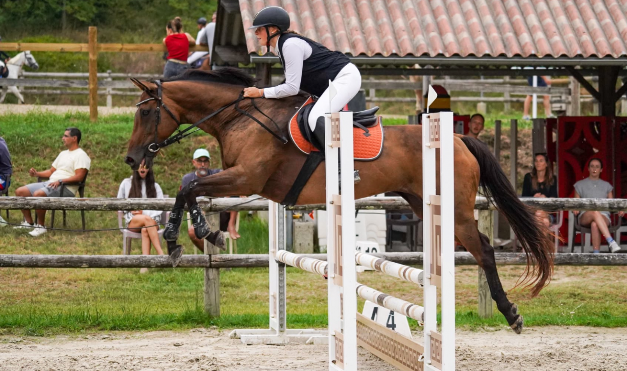 jument concours loisirs a Vendre
