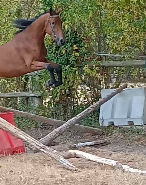 3 ans femelle baie 1m66 Elevage des Tess