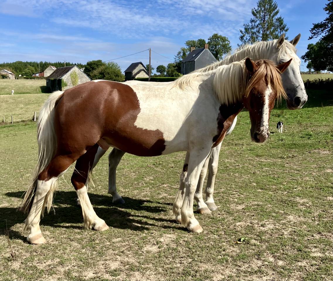 Poney C 