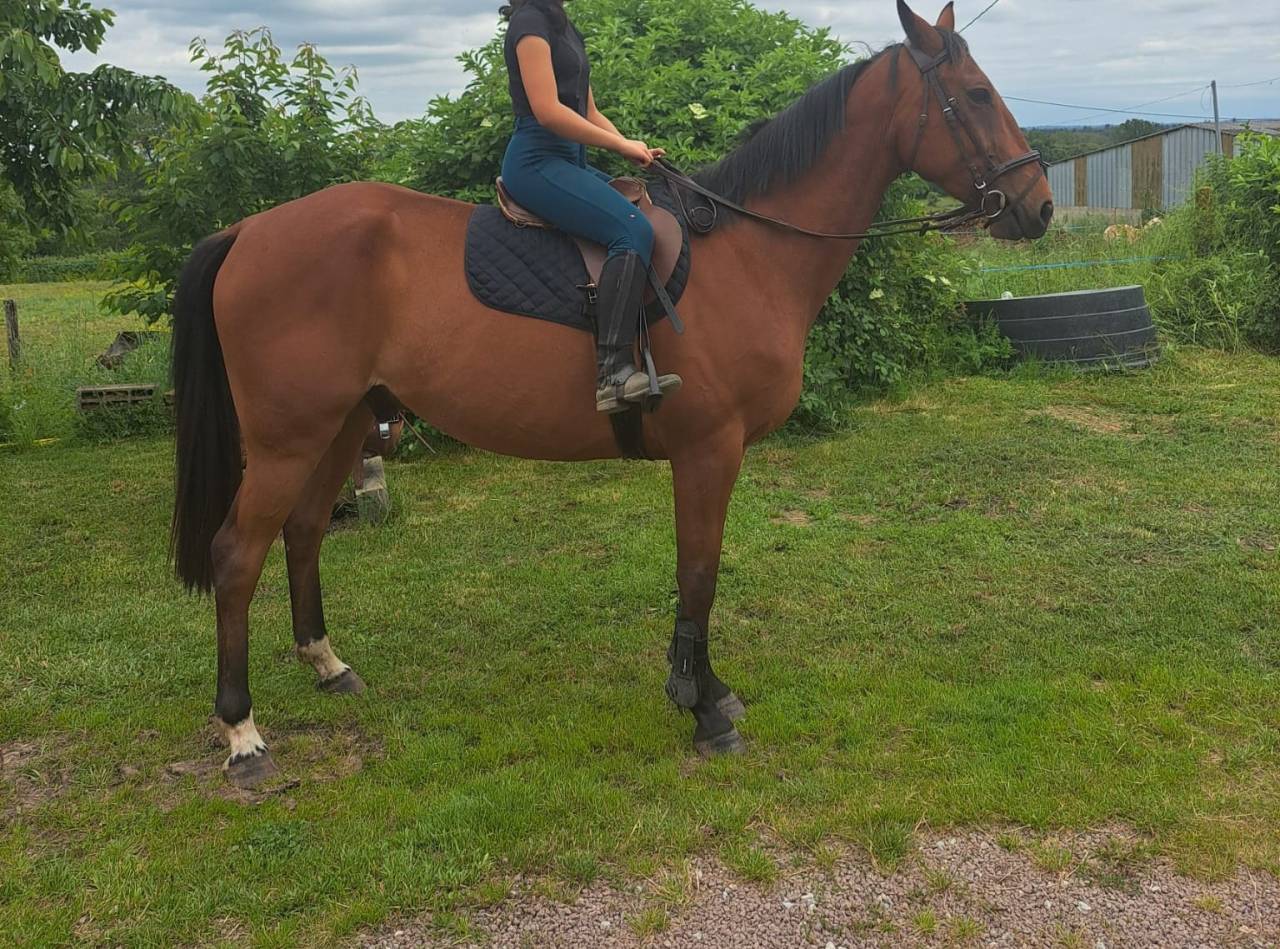 Hongre - Trotteur Fran&ccedil;ais - 8 ans