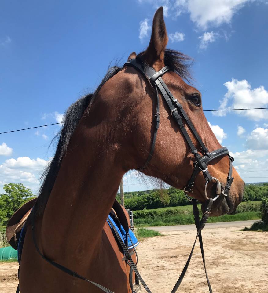 Hongre - Trotteur Fran&ccedil;ais - 8 ans