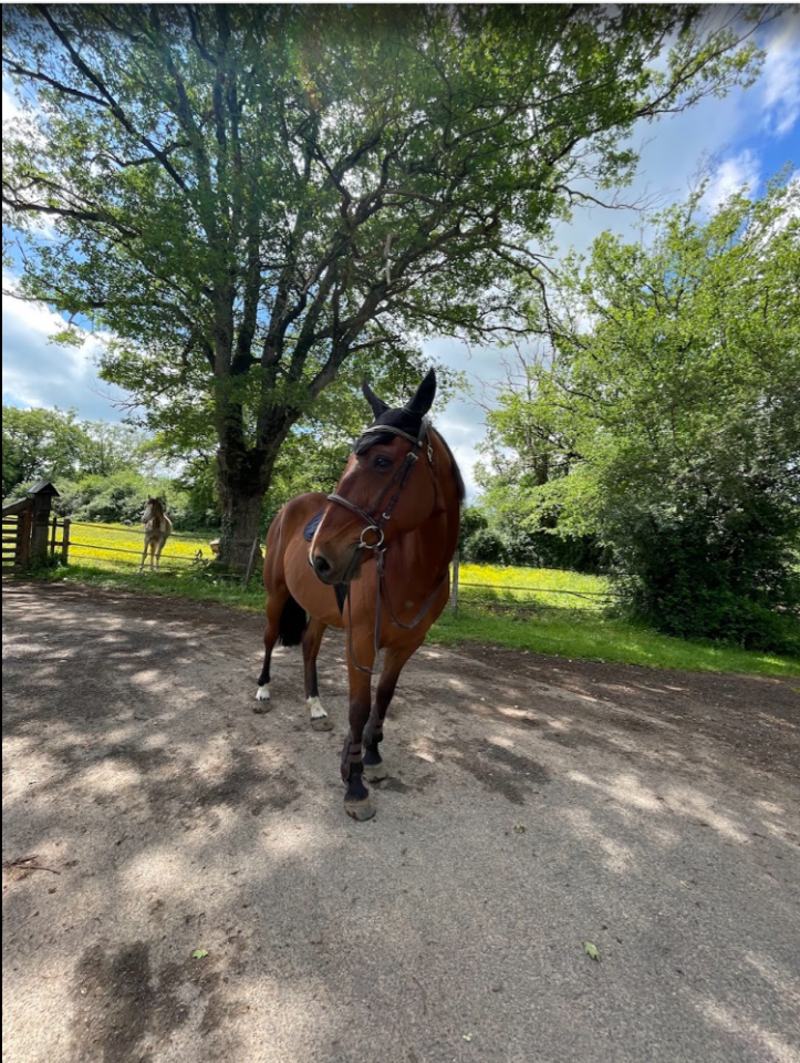 Hongre - Trotteur Fran&ccedil;ais - 8 ans