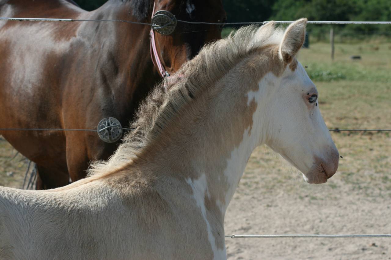 Foal 2026 dunalino splash 7