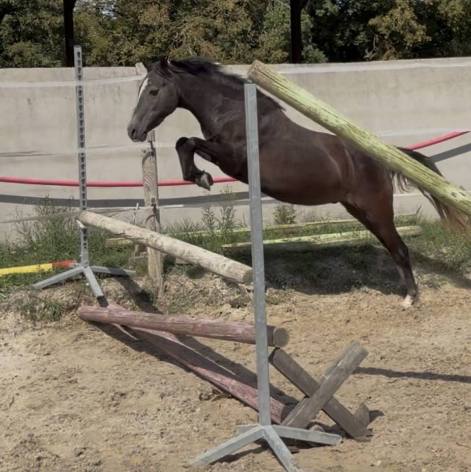 Poney Welsh PP